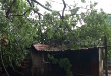 Árbol cae sobre vivienda
