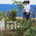 nicaragua, arboles, jornada, managua