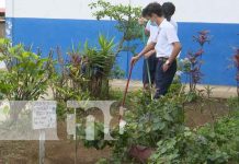 Sigue jornada de siembra de árboles en escuelas públicas del país nicaragua, arboles, jornada, managua