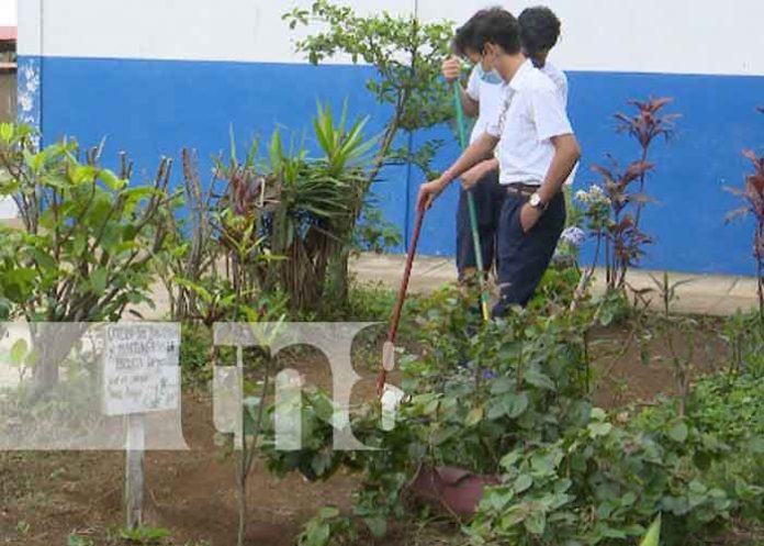 arboles-1 nicaragua, arboles, jornada, managua
