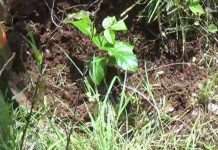 Nandaimeños plantan árboles por amor a la naturaleza