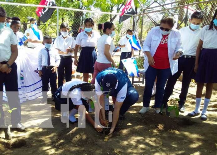 nicaragua, siembra, arboles, colegios, fao,