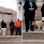 Argentina: Perro orina a alcaldesa en un evento público (VIDEO) argentina, video, perro, alcaldesa, viral, animales, videos virales,