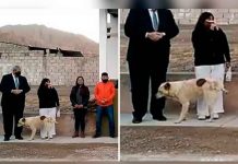 Argentina: Perro orina a alcaldesa en un evento público (VIDEO) argentina, video, perro, alcaldesa, viral, animales, videos virales,