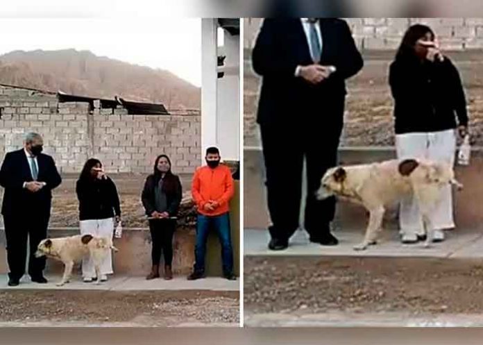 argentina-video,-perro- argentina, video, perro, alcaldesa, viral, animales, videos virales,