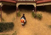 Pánico peludo: ciudad australiana está siendo ‘devorada’ por una planta extraña