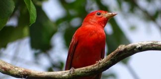 nicaragua, ave exotica, preservacion, bosawas, naturaleza,