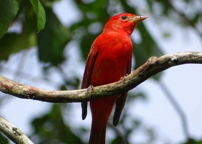 ave-nicaragua-03 nicaragua, ave exotica, preservacion, bosawas, naturaleza,