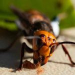 estados unidos, avispon, animales,