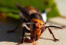 estados unidos, avispon, animales,