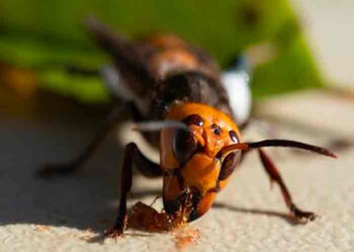 estados unidos, avispon, animales,