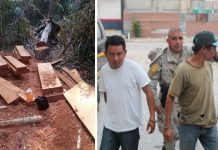 Los capturan por aserrar madera en parque de Guatemala