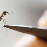 ciencia, dengue, enfermedades, medicina,