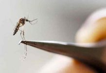 Una bacteria promete erradicar el dengue y otras enfermedades en América Latina ciencia, dengue, enfermedades, medicina,