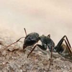 tendencias, hormiga, zapatos,