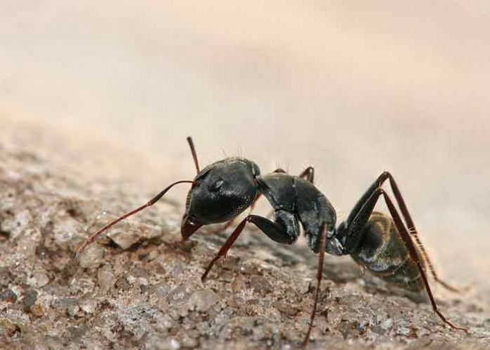 tendencias, hormiga, zapatos,