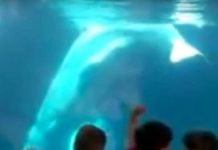 Ballena blanca asustando a niños en un acuario