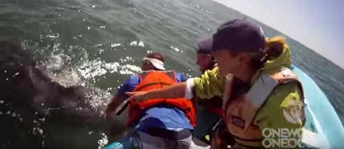 ballena1