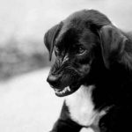 irlanda, bebe, ataque, perro,