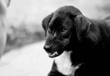 irlanda, bebe, ataque, perro,