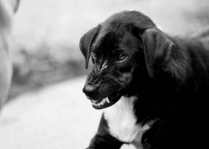 bebe-perro- irlanda, bebe, ataque, perro,