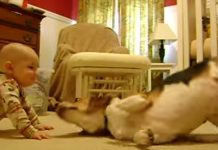 Video: la tierna reacción de un bebé y su perro al verse por primera vez
