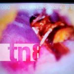 Nicaragua, bluefields, niño, animal, oído,