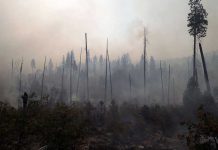 Incendios en Guatemala consumen 450 hectáreas de bosques