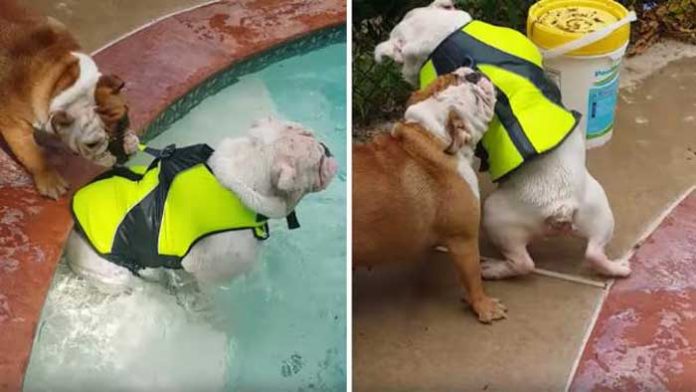 bulldog