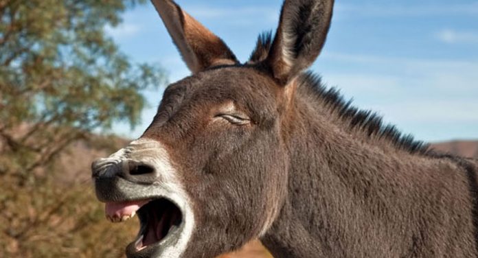burro-rescate-portada