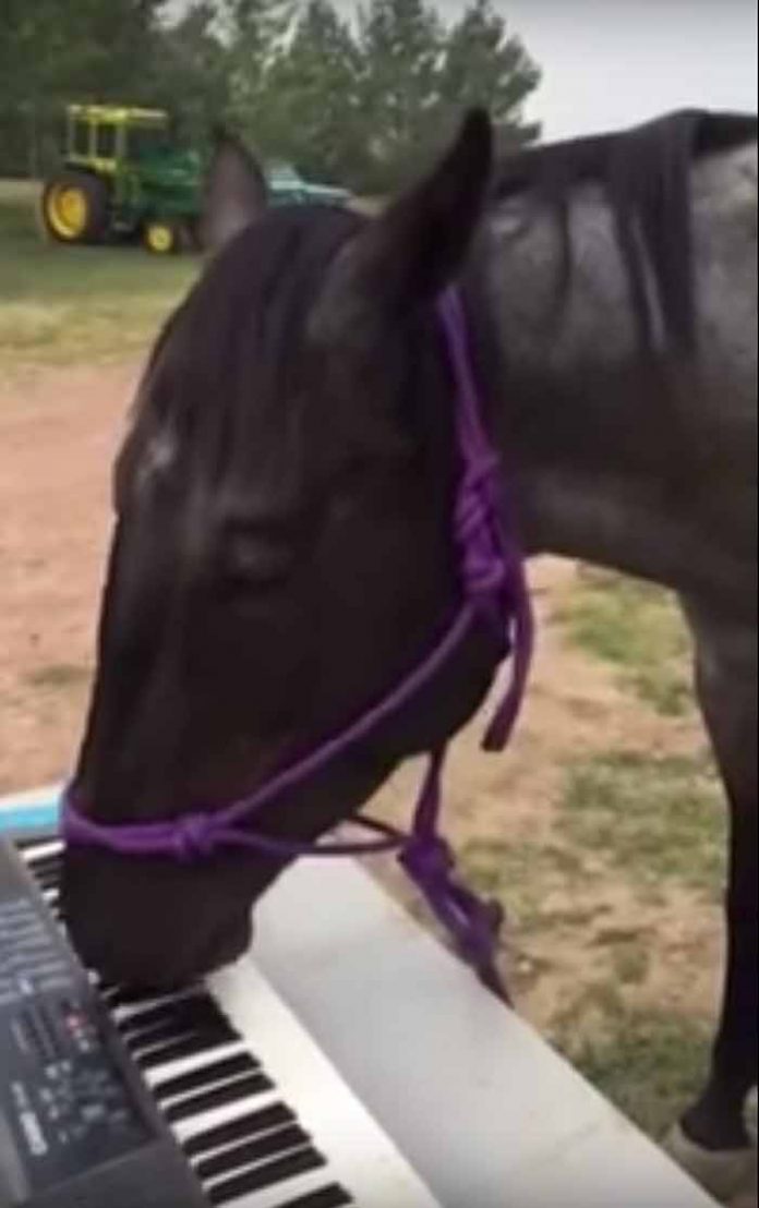 caballo