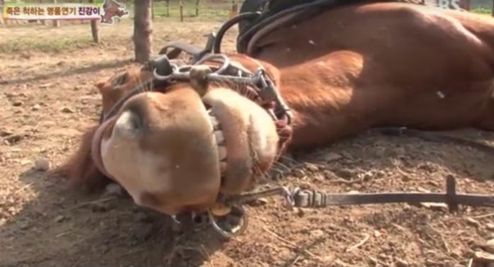 caballo2