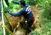 Ocotal: Rescatan Semovientes