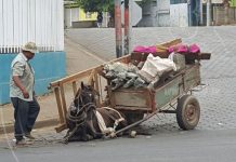 Managua: Desalmado maltrata a caballo cholenco