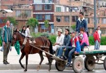 Actividades haladas por caballos quedarán prohibidas en Colombia colombia, prohibicion, actividades, carretas, carruaje, caballos, animales,