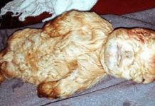 Insólito: nace un cabrito con cara de bebé