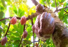 Nicaragua prepara congreso internacional de cacao fino