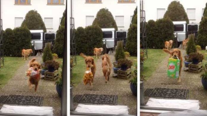 cachorros
