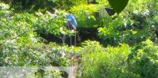nicaragua, cuerpo, cadaver, morrito, rio san juan,
