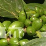 nicaragua, cafe, produccion, variedad, semilla, inta,