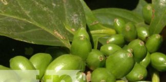 nicaragua, cafe, produccion, variedad, semilla, inta,