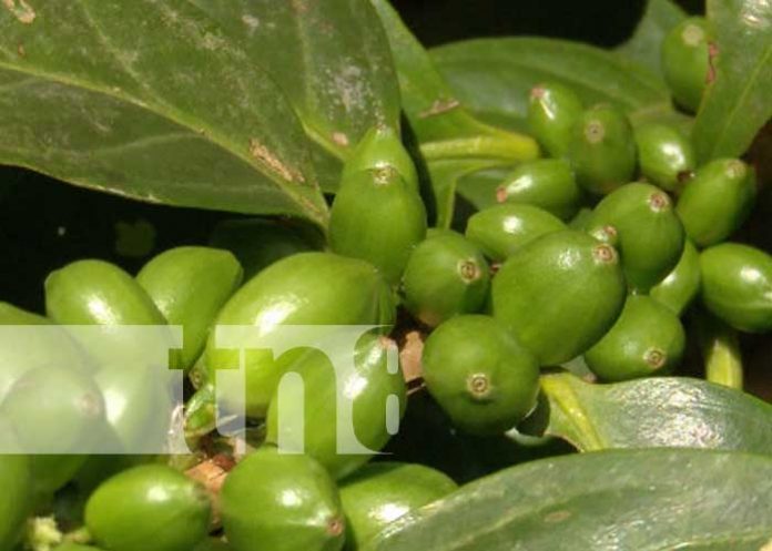 nicaragua, cafe, produccion, variedad, semilla, inta,