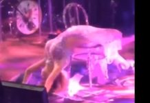 Gloria Trevi sufrió una caída en pleno concierto