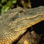 estados unidos, california, caiman,