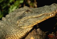 Un caimán da el susto de su vida a cliente de oficina postal en Florida estados unidos, california, caiman,