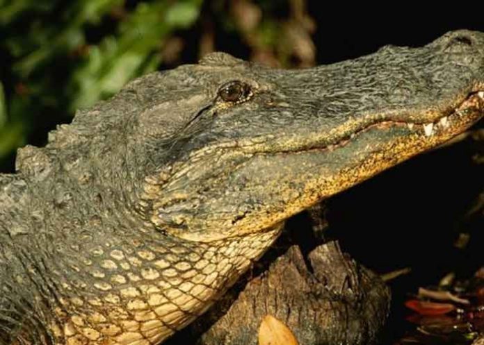 estados unidos, california, caiman,