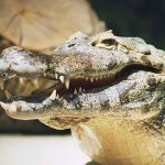 estados unidos, caiman, ataque,