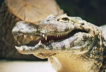 Buzo escapa de las fauces de un caimán que le había mordido la cabeza estados unidos, caiman, ataque,