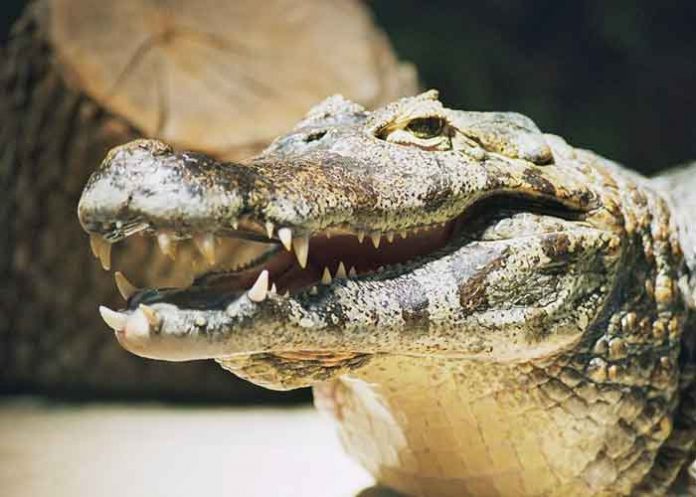 estados unidos, caiman, ataque,
