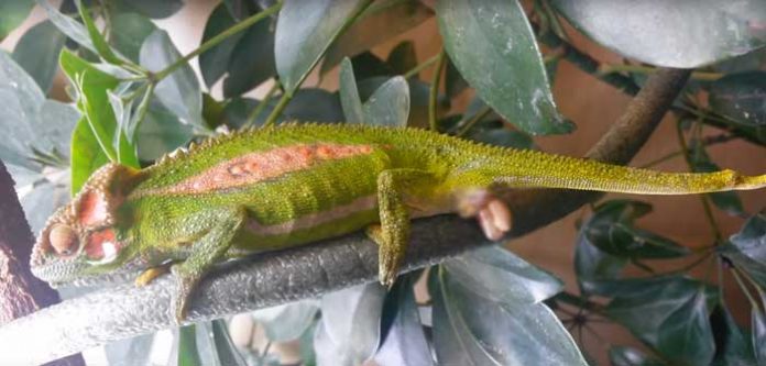 camaleon